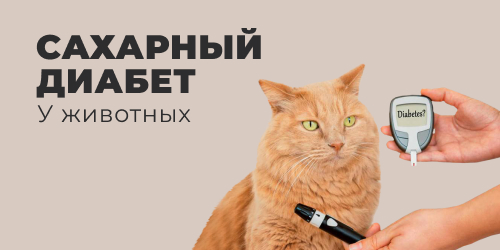 Сахарный диабет у животных