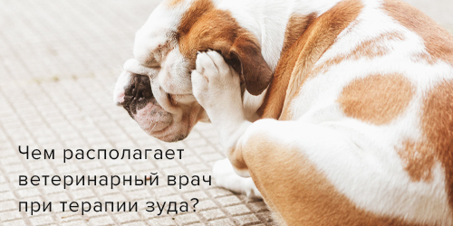 Чем располагает ветеринарный врач при терапии зуда?
